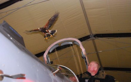 Jastrząb nad samolotem bojowym