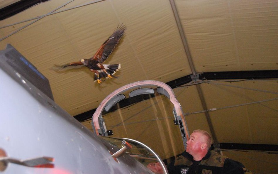 Jastrząb nad samolotem bojowym