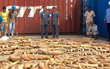 Kambodża: Rekordowy przemyt - 3,2 tony kości słoniowej w porzuconym kontenerze