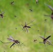 Modyfikowane genetycznie komary mają pomóc w walce z chorobami