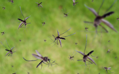 Modyfikowane genetycznie komary mają pomóc w walce z chorobami