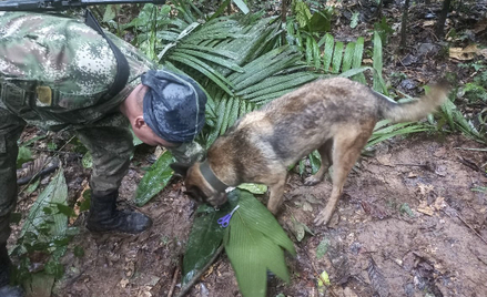 Ratownicy, wspierani przez psy tropiące, znaleźli wcześniej wyrzucone owoce, które dzieci zjadły, ab