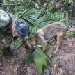 Ratownicy, wspierani przez psy tropiące, znaleźli wcześniej wyrzucone owoce, które dzieci zjadły, ab