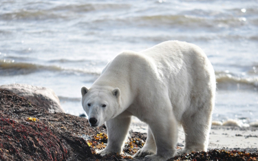 Niedźwiedzie polarne badano w Kanadzie w latach 2019-202. Zwierzęta wyposażono w obroże z kamerami w