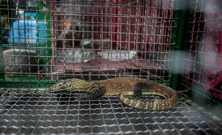 Indonezja przestanie wpuszczać turystów na wyspę Komodo?