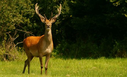 Warmińsko-mazurskie: Agresywny jeleń zaatakował grzybiarzy