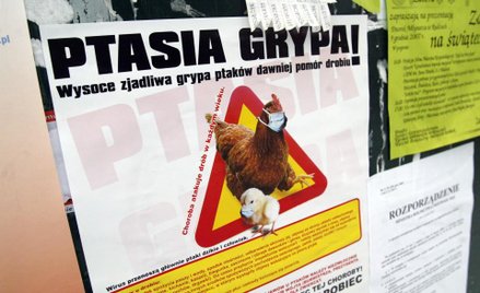 Rośnie nerwowość z powodu ptasiej grypy