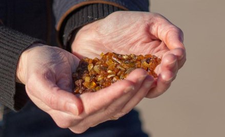 Nielegalne wydobycie bursztynu to wielki problem dla województwa warmińsko-mazurskiego