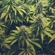 Marihuana będzie legalna? Projekt już gotowy