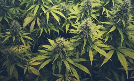 Marihuana będzie legalna? Projekt już gotowy