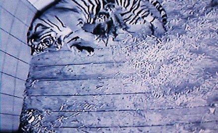 Wczoraj udało się zrobić pierwsze zdjęcia tygrysiątkom