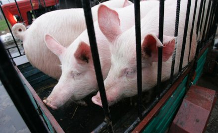 Polacy jedzą coraz mniej wieprzowiny