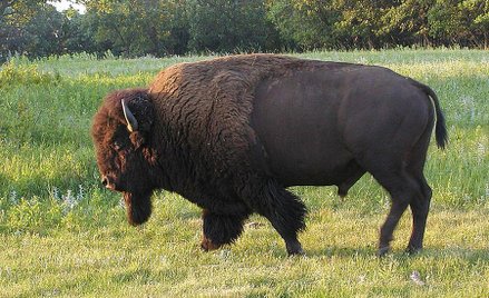 Bizony wrócą na Alaskę?