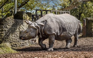 W czwartek, 25 września odwiedzjąc warszawskie zoo możne będzie zobaczyć, jakie zabiegi pielęgnacyjn