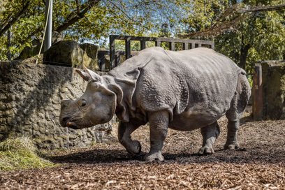 W czwartek, 25 września odwiedzjąc warszawskie zoo możne będzie zobaczyć, jakie zabiegi pielęgnacyjn