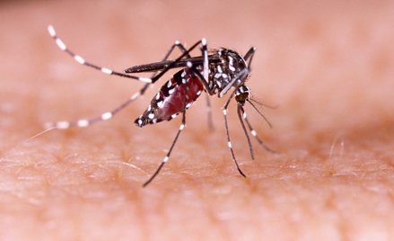 Malaria we Frankfurcie. Pułapki na komary po śmierci dwóch pracowników
