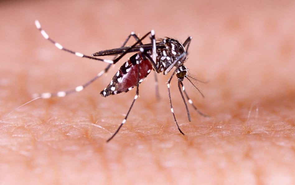 Malaria we Frankfurcie. Pułapki na komary po śmierci dwóch pracowników
