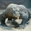 Waran z Komodo