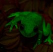 Pierwszą fluorescencyjną żabę odkryto w Armeryce Południowej