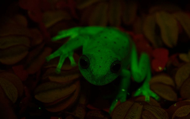 Pierwszą fluorescencyjną żabę odkryto w Armeryce Południowej