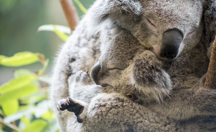 Koala - gatunek funkcjonalnie wymarły