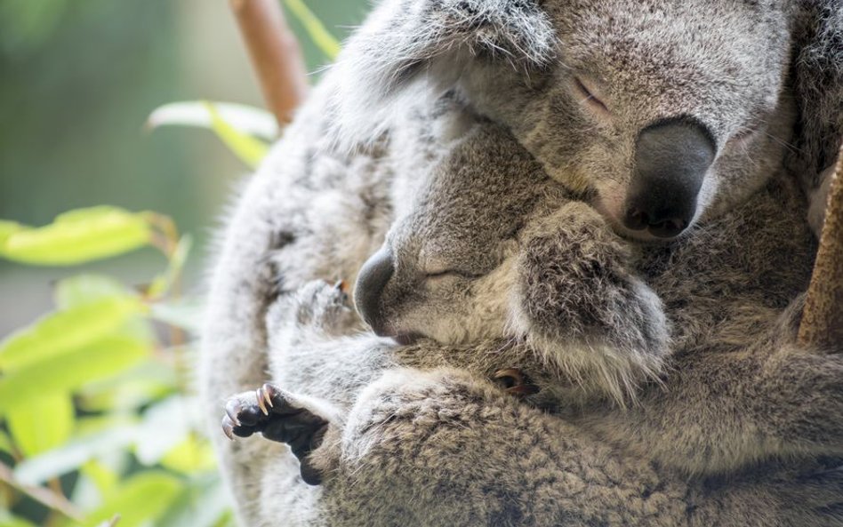 Koala - gatunek funkcjonalnie wymarły