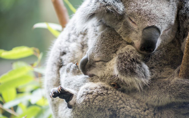 Koala - gatunek funkcjonalnie wymarły