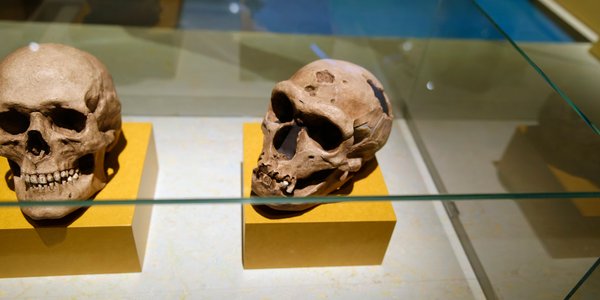 Neandertalczycy ulieli leczyć zęby. Naukowcy dowód znaleźli w Rosji