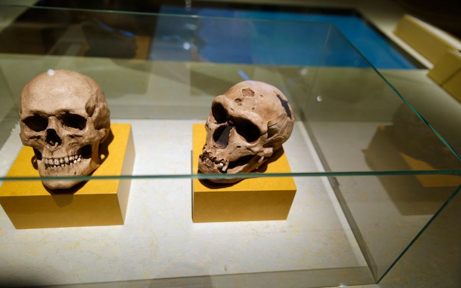 Naukowcy dowiedli, że neandertalczycy leczyli zęby / zdjęcie ilustracyjne