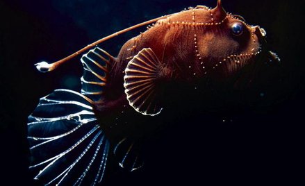 Żabnicokształtne ryby wędkarze zawdzięczają swoją nazwę sposobowi polowania. Wyrostek na głowie („wę