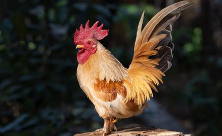 Francja: Zamordowano koguta. Ponad 74 tysiące podpisów pod petycją