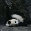 Panda w pekińskim zoo