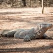 USA: Samica warana z Komodo rozmnożyła się bez partnera