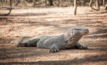 USA: Samica warana z Komodo rozmnożyła się bez partnera