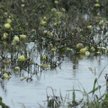 Zalana plantacja pomidorów
