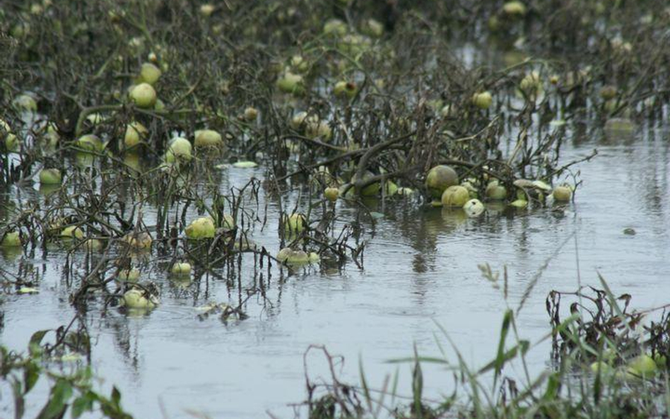 Zalana plantacja pomidorów