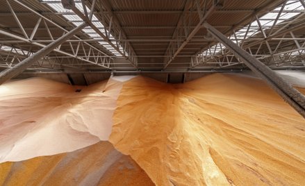 Wielki sukces ukraińskich rolników. Prawie wszystko zebrali z pól