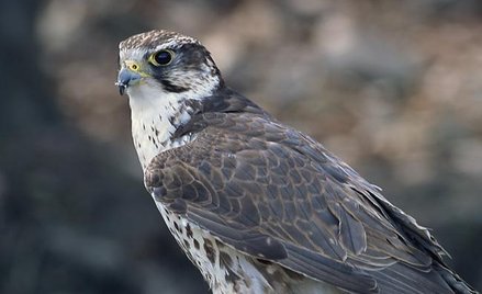 Raróg. Fot. Marek Szczepanek