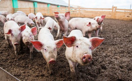 Czy ustawa odorowa stanie się kłopotem dla PiS?