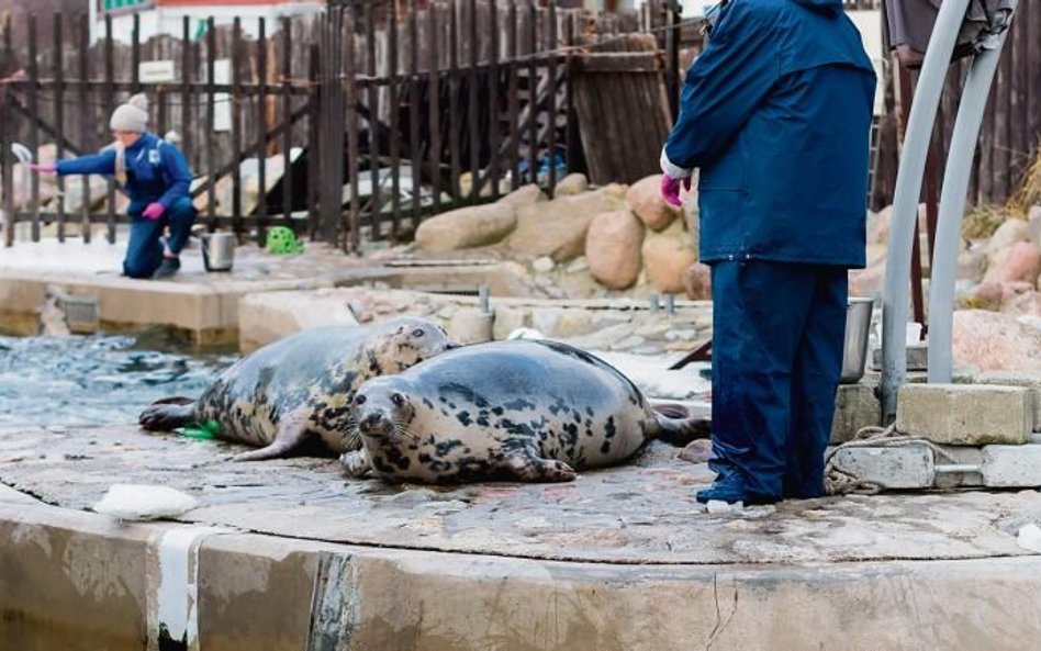 W Bałtyku pływa dziś ok. 30 tys. fok, kilka razy mnie, niż na początku XX w.