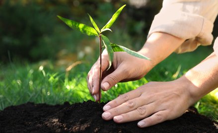 Nowy Jork zezwala na "kompostowanie" ludzkich zwłok