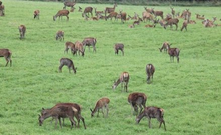 Jelenie na lotnisku nie zawsze zwalniają z odszkodowania
