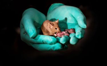 Chiny: Naukowcy rozmnożyli myszy tej samej płci