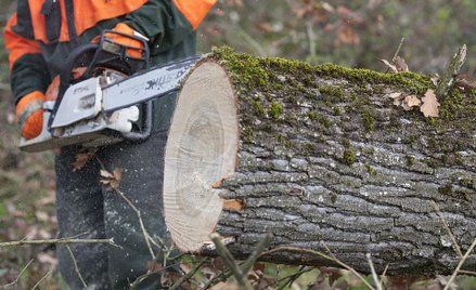 Usunęli sami płaczącą wierzbę zamiast wezwać straż, zapłacą 5 tys. zł kary