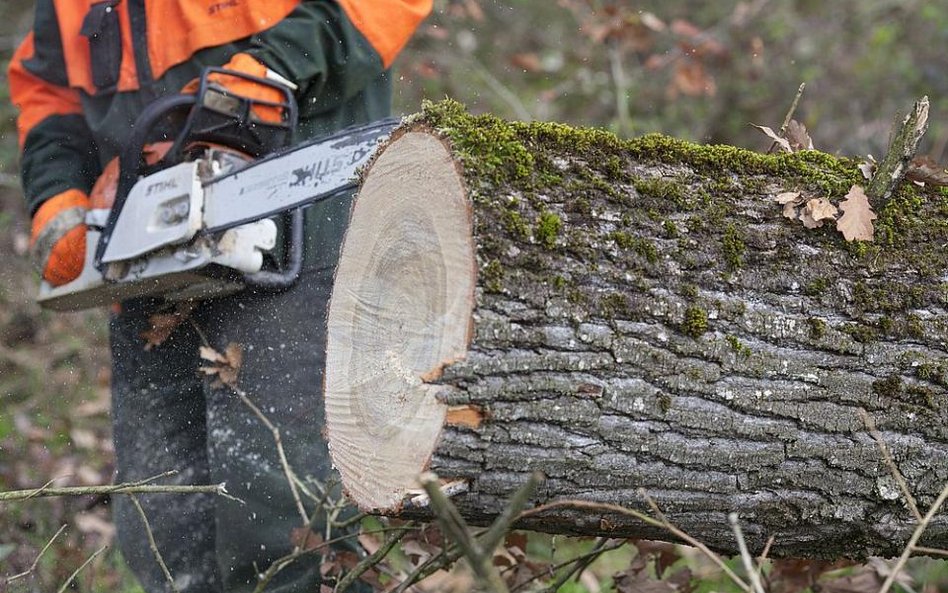 Usunęli sami płaczącą wierzbę zamiast wezwać straż, zapłacą 5 tys. zł kary