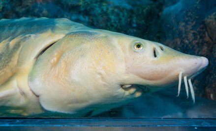 Chiny: Budowa mostu doprowadziła do śmierci 6 tys. ryb