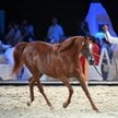 Klacz Escadrilla na aukcji Koni Arabskich Czystej Krwi Pride of Poland w Stadninie Koni Janów Podlas
