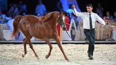 Klacz Escadrilla na aukcji Koni Arabskich Czystej Krwi Pride of Poland w Stadninie Koni Janów Podlas
