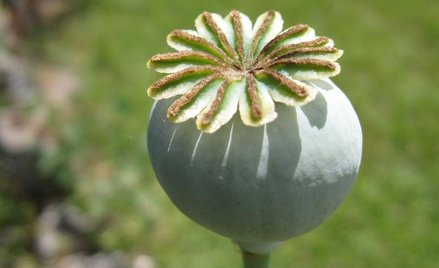 Czy morfinę będzie można produkować bez maku?