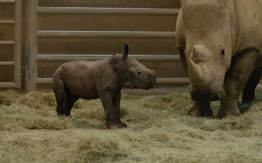 USA: W zoo przyszedł na świat nosorożec. Może uratować gatunek